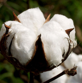 Cotton Yarn exporter